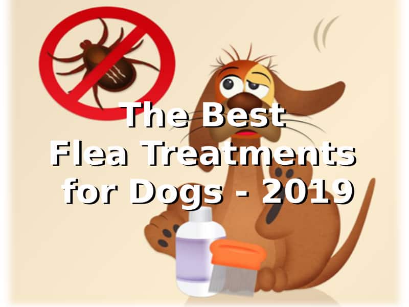 Best flea treatment for dogs 2019